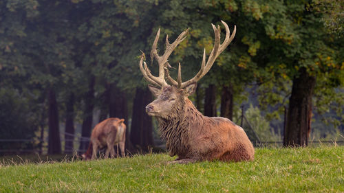 Deer standing in grass