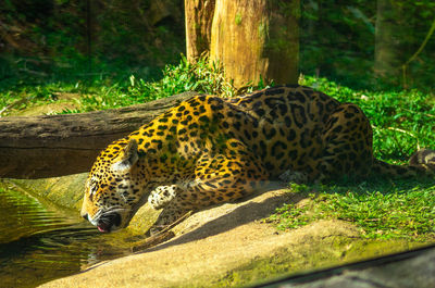 View of a reptile in a forest