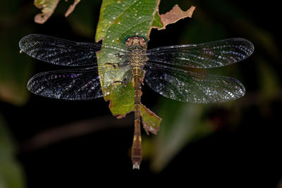 Close-up of dragonfly on plant