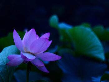 Close-up of purple flowering plant