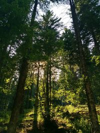 Low angle view of trees in forest