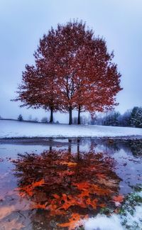 Tree by frozen lake against sky during winter