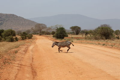 Zebra walking on landscape against sky