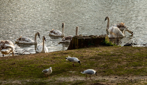 Wildlife lake 