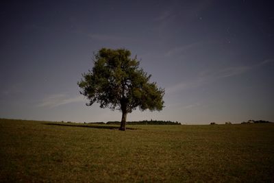 Tree on field against sky at night