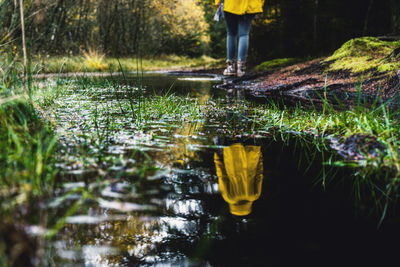 Reflection of plants in water