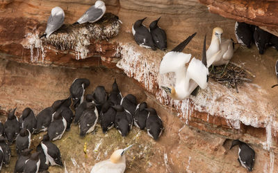 High angle view of birds