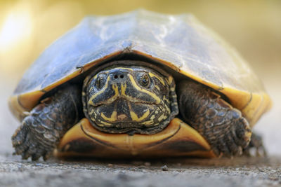 The turtles are walking in the sunlit streets.