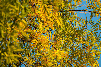 Low angle view of flowering plants against trees