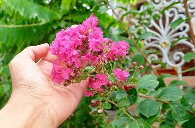 Close-up of hand holding pink flower