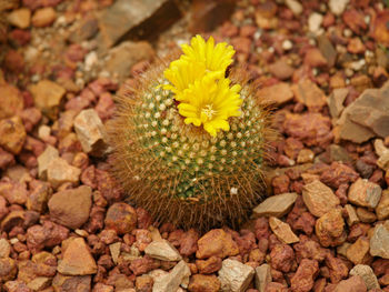 High angle view of yellow flowering plant