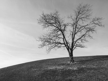 Low angle view of bare tree on hill against sky
