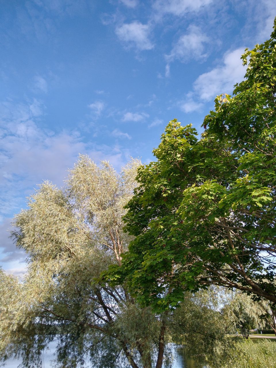 LOW ANGLE VIEW OF TREES AGAINST CLEAR BLUE SKY