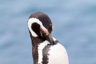 Close-up of a bird