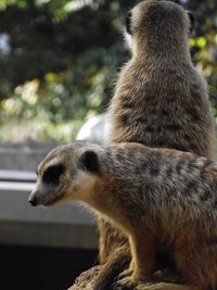 Close-up of an animal looking away