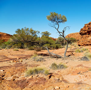 Trees on landscape against clear blue sky