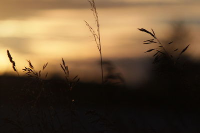 Close-up of silhouette plants on field against sunset sky