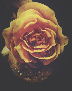 Macro shot of rose flower