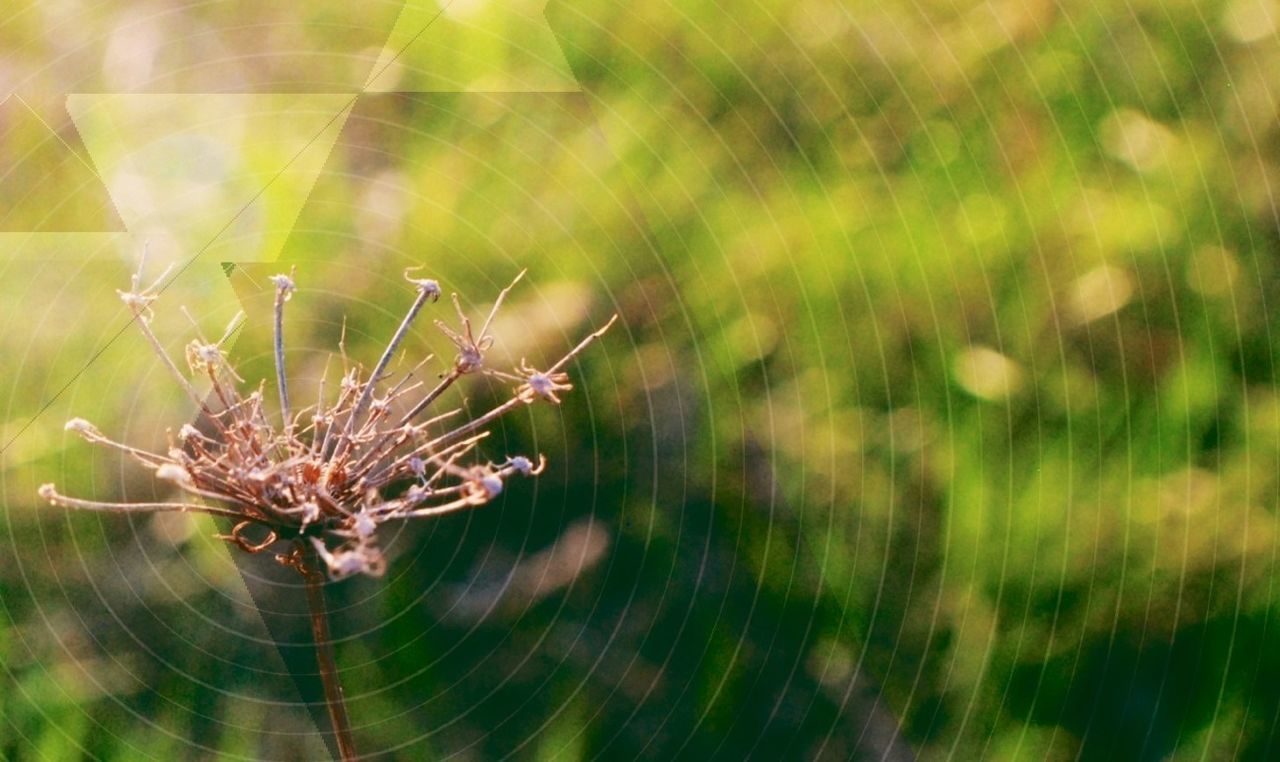 spider web, spider, insect, animal themes, close-up, one animal, focus on foreground, animals in the wild, fragility, wildlife, nature, selective focus, outdoors, plant, no people, day, natural pattern, high angle view, arachnid, pattern