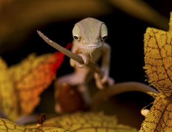 Ninja chameleon lizard reptile