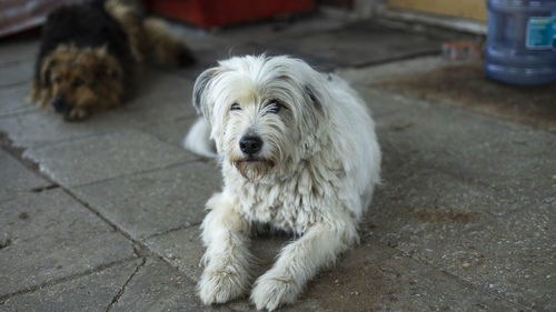 Close-up of dog