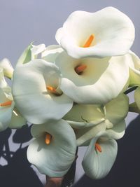 Close-up of white flowers blooming outdoors