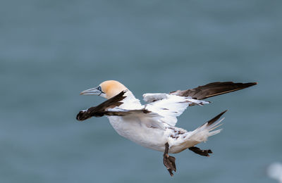 Seagulls flying over sea