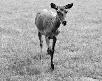 Portrait of horse on field