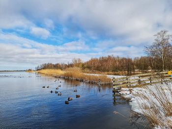 Ducks swimming in lake against sky