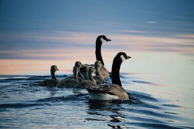 Swans swimming in lake against sky during sunset