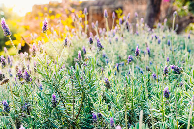 Close-up of purple flowers blooming in field