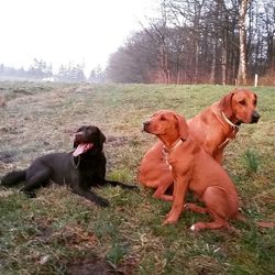 Portrait of a dog on field