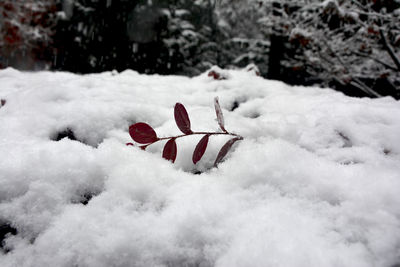 Frozen plant on snow covered field