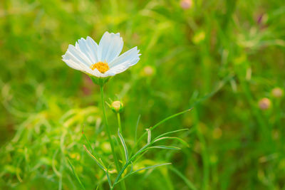 Close-up of flower blooming outdoors