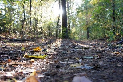 Fallen leaves on land in forest during autumn