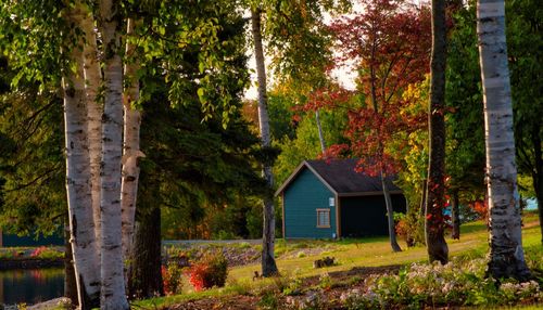 House amidst trees and plants in forest