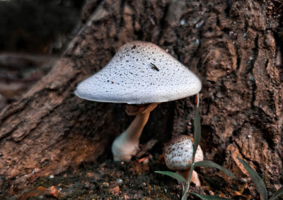 Close-up of mushroom growing on tree trunk