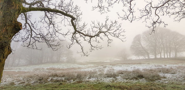 Bare trees on snow covered land against sky