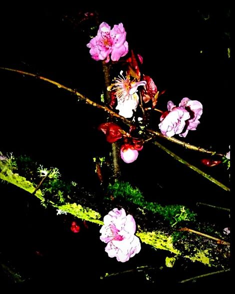 CLOSE-UP OF FLOWERS