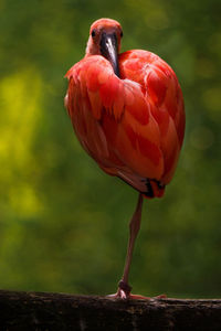 Glossy ibis standing on one leg