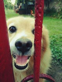 Close-up portrait of dog