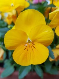 Close-up of yellow flowering plant in park