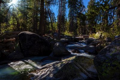 Stream flowing through rocks in forest