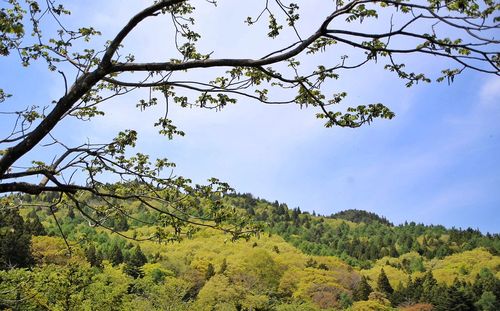 Low angle view of trees against clear blue sky