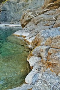 Close-up of tree on shore