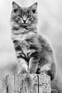 Portrait of cat sitting on wood