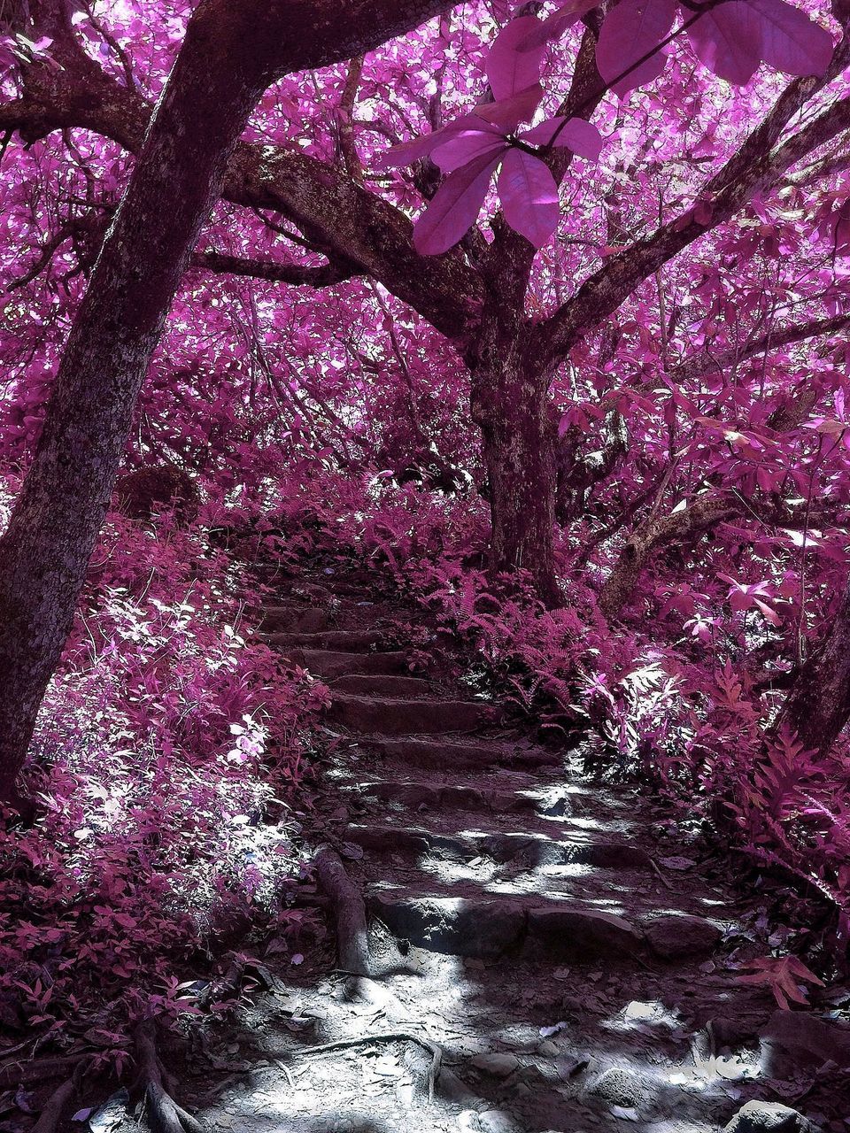 tree, growth, flower, pink color, nature, beauty in nature, branch, footpath, the way forward, tranquility, park - man made space, outdoors, sunlight, day, plant, tree trunk, tranquil scene, no people, purple, freshness