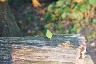 Close-up of leaf on tree stump