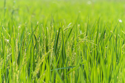 Close-up of crops growing on field