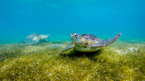 View of two sea turtle on ocean bed